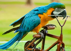 Bird Show Creek Park