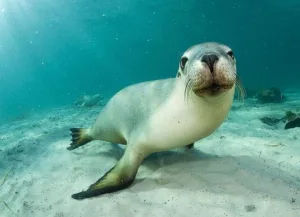 Sea Lion Experiences