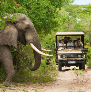 African Safari Adventure