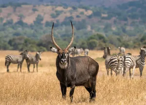 Akagera National Park