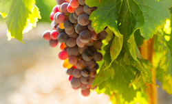 Barossa Valley, Australia