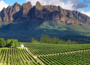 Cape winelands