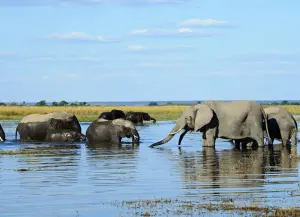 Chobe National Park