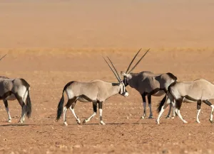 Etosha national park