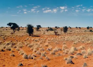 Kalahari desert