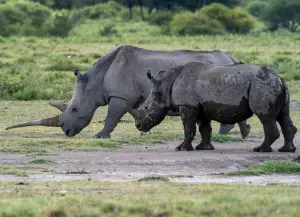 Khama Rhino sanctuary