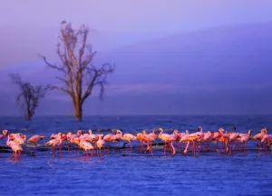 Lake Nakuru national park