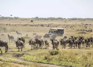 Masai Mara national Park Safari Kenya