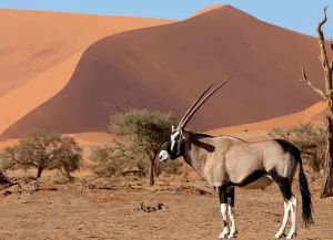 Nambia Wildlife Safari