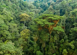 Nyungwe Forest, Musanze