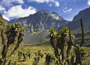 Rwenzori mountains national park