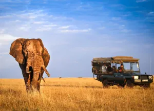 Uganda Safari Trips