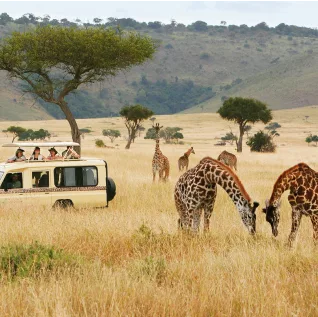 Safari Camps