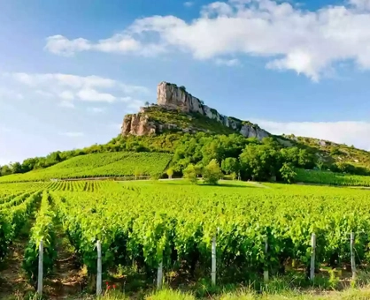 Wine Tastings in Bordeaux & Champagne